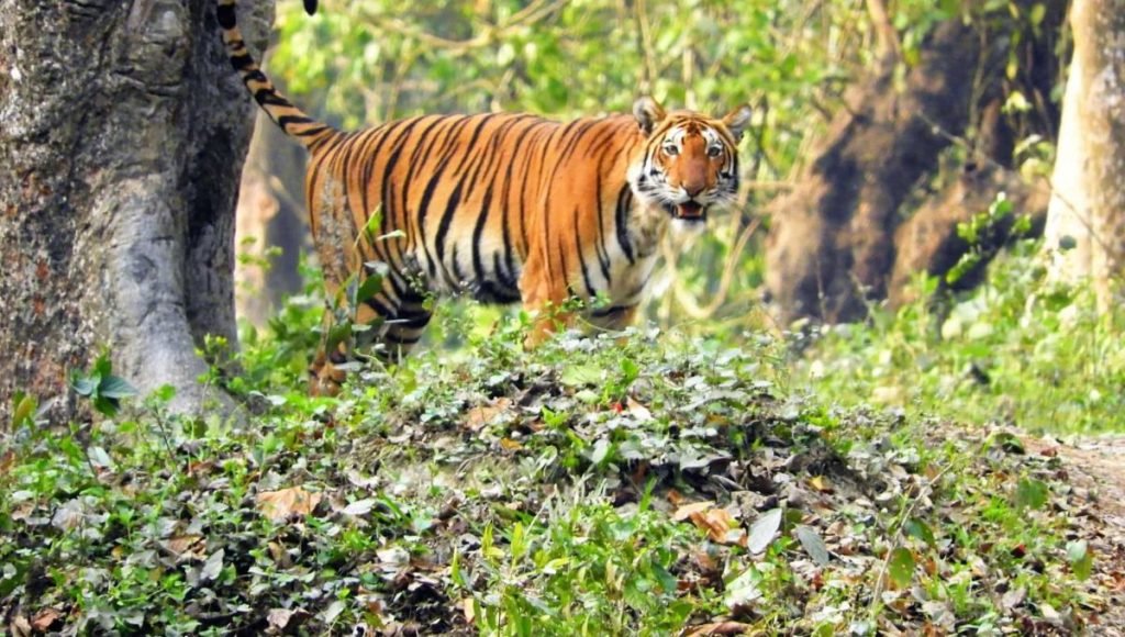 Wildlife Encounters in Assam