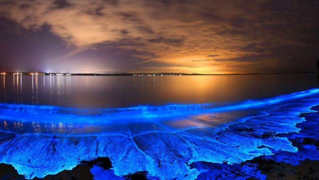 Witnessing Bioluminescence: The Glowing Beaches