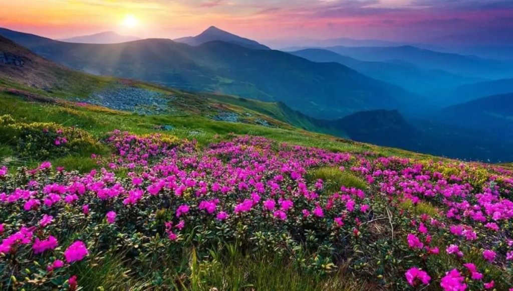 Valley Of Flowers