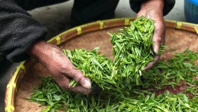 Lochan Tea from Bihar Wins International Tea Award